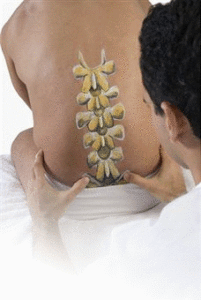 Chiropractors adjust the spinal column